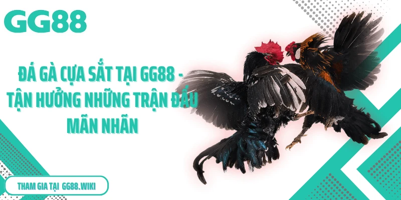 Đá Gà Cựa Sắt Tại GG88 - Tận Hưởng Những Trận Đấu Mãn Nhãn