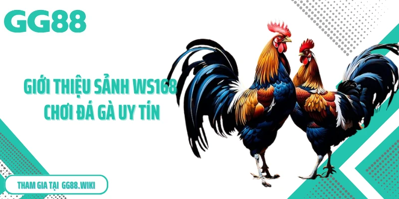 Giới thiệu sảnh WS168 chơi đá gà uy tín