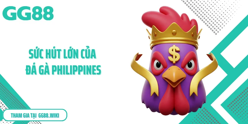 Sức hút lớn của đá gà Philippines